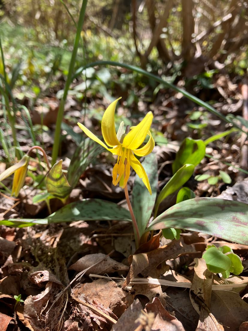 Trout Lily