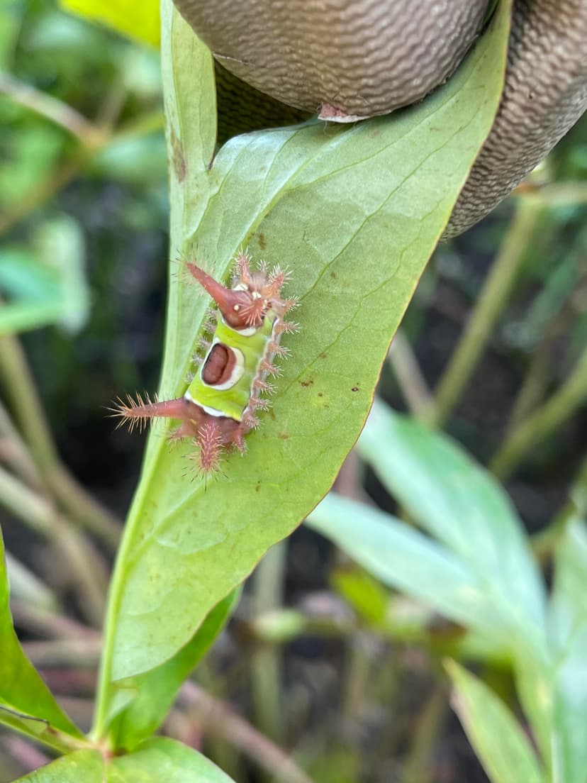 Spiky Caterpillar