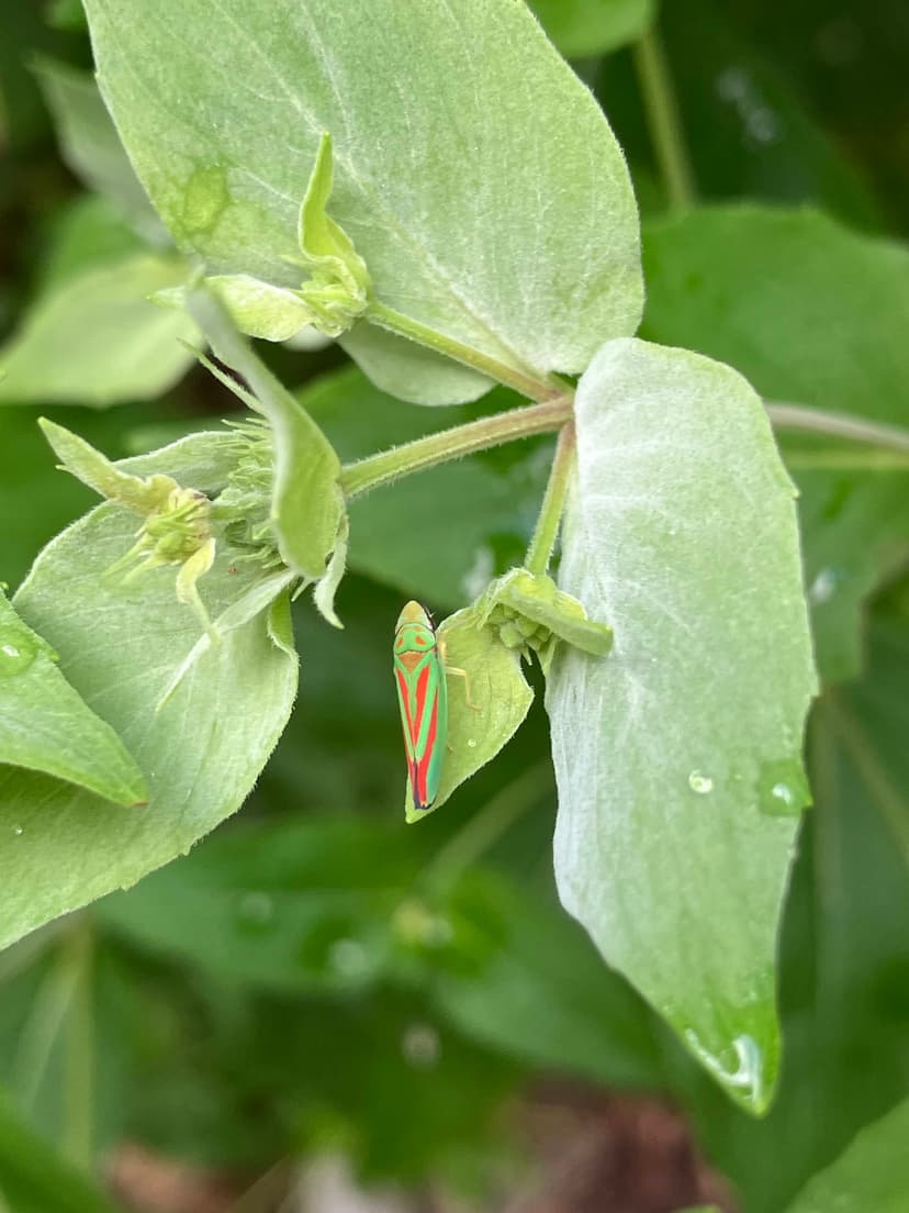 Striped Leaf Hopper