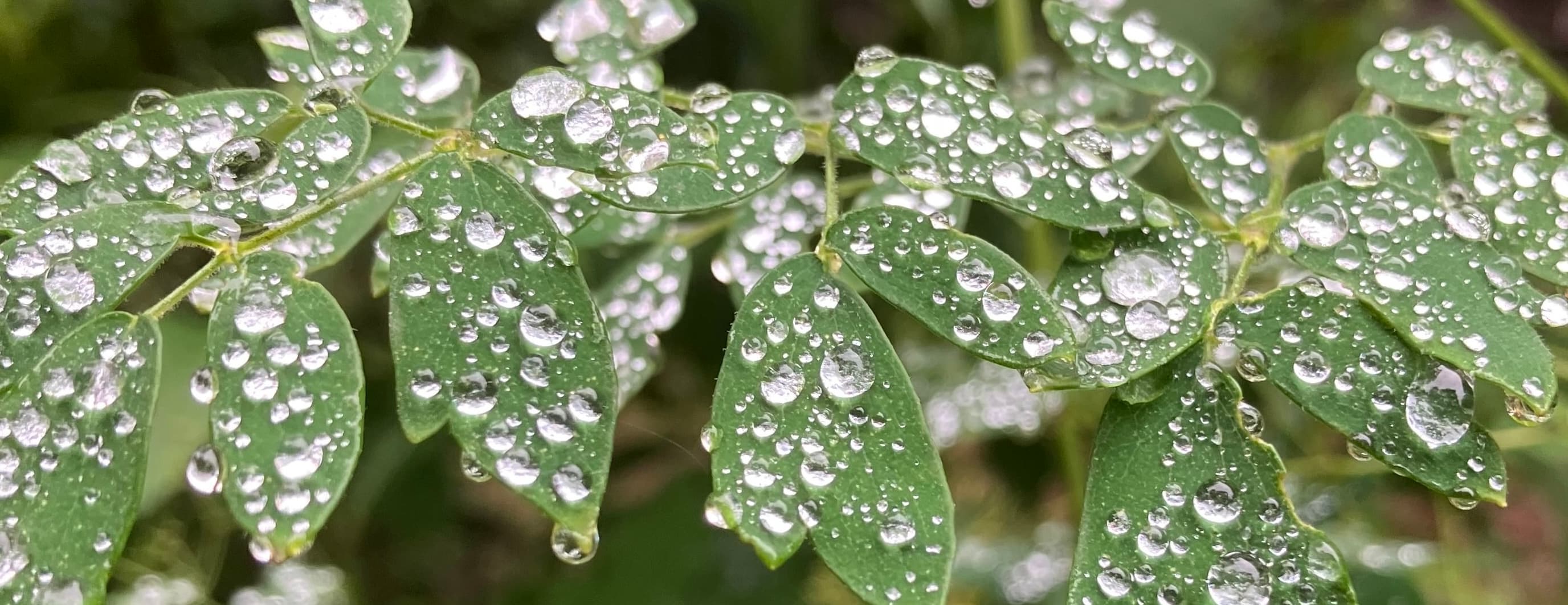 Water on lily