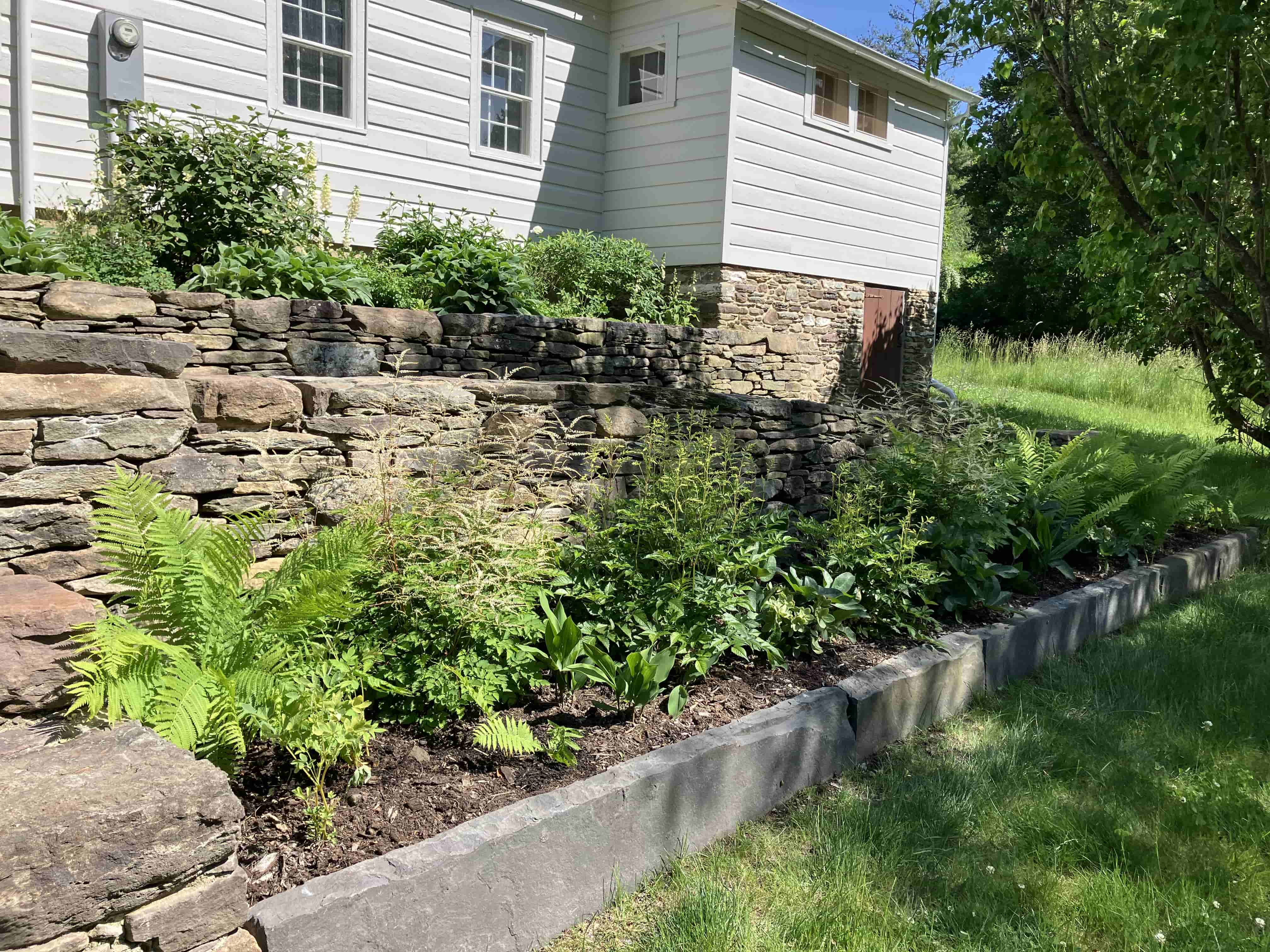 Garden beds with ferns