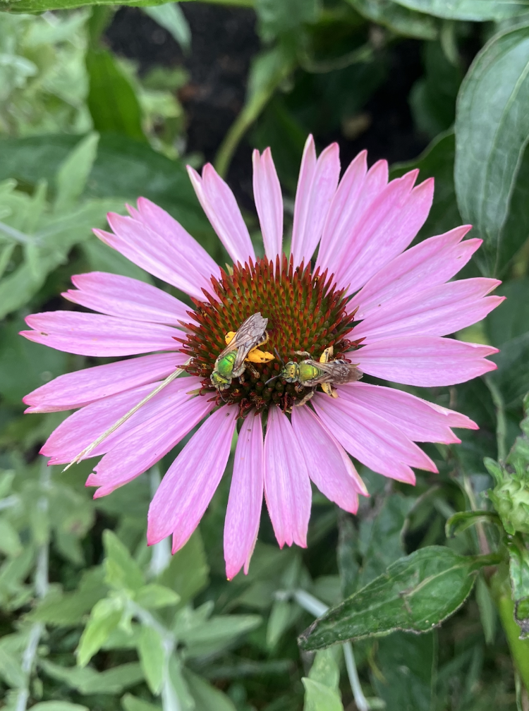 Pink flower with two green bees