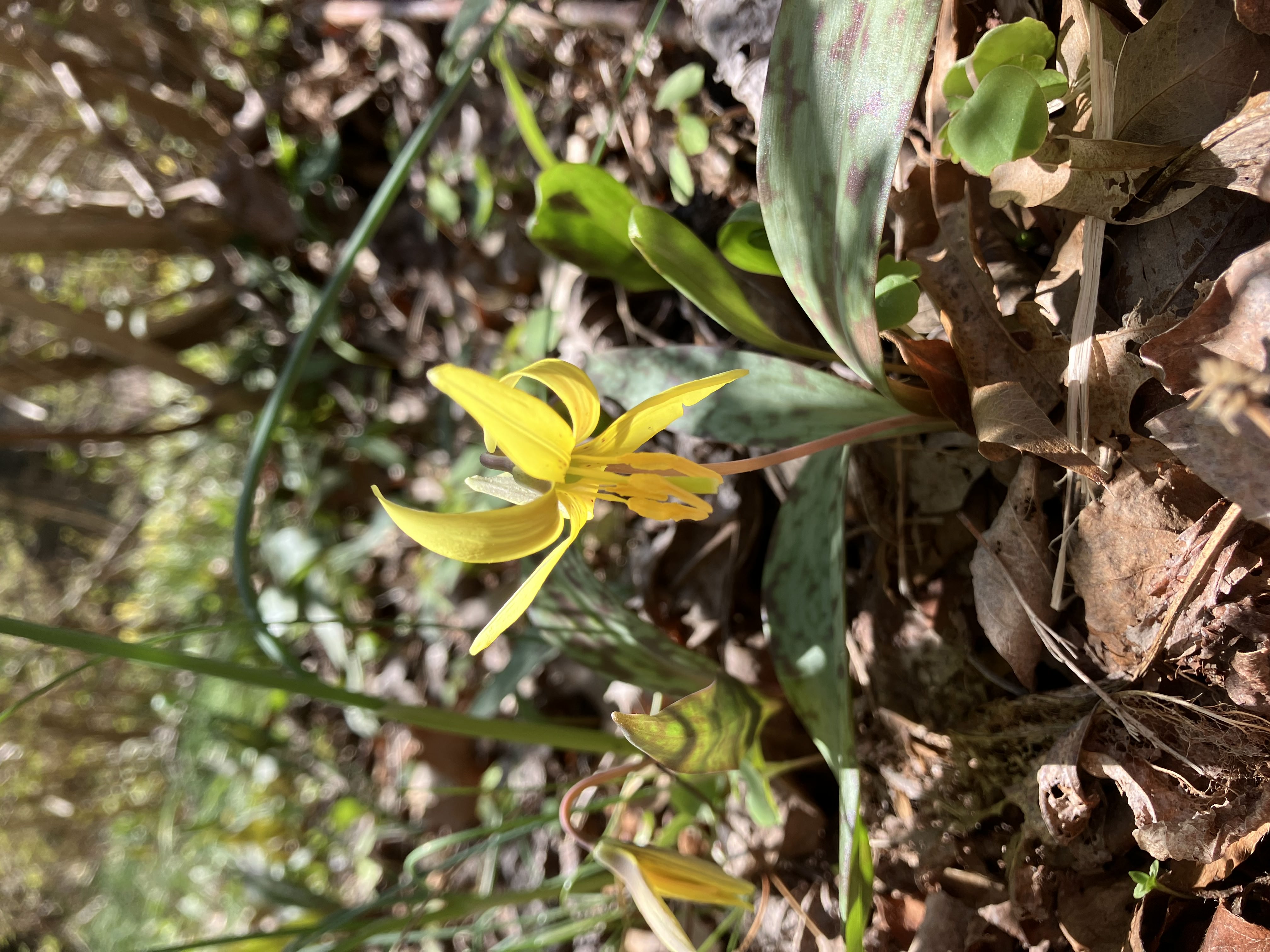 Trout Lily