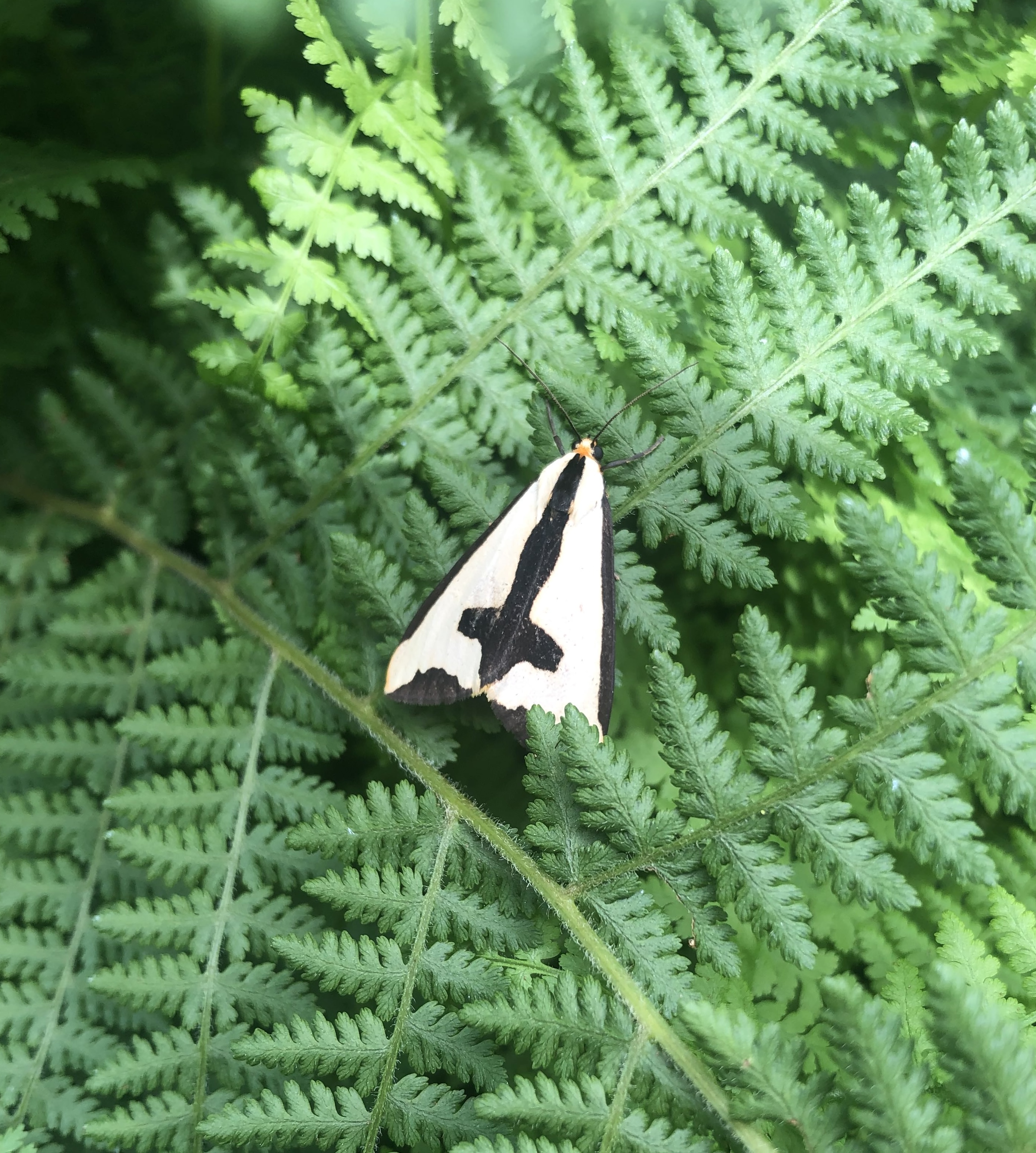 Cross Moth