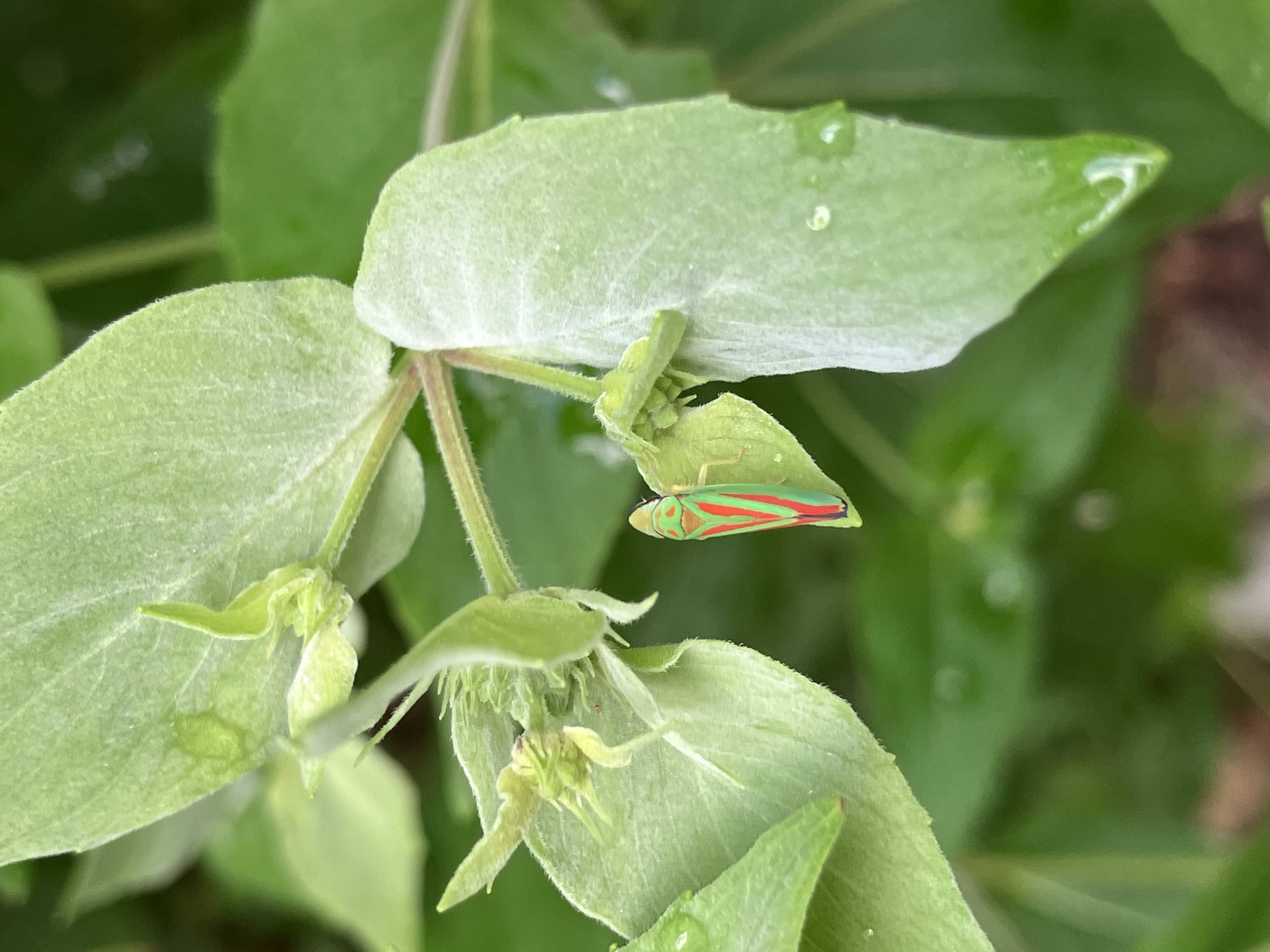 Striped Leaf Hopper